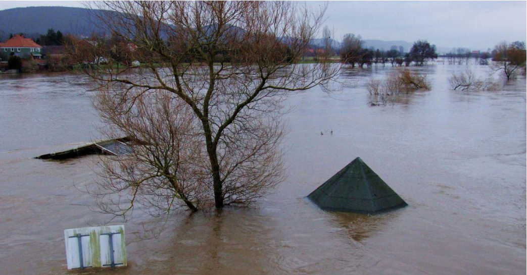 Wildlife Encounters After a Natural Disaster